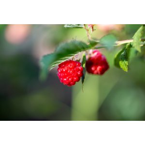 Malina červená (Rubus idaeus) 'WILLAMETTE´ - výška 30-50 cm, kont. C2L